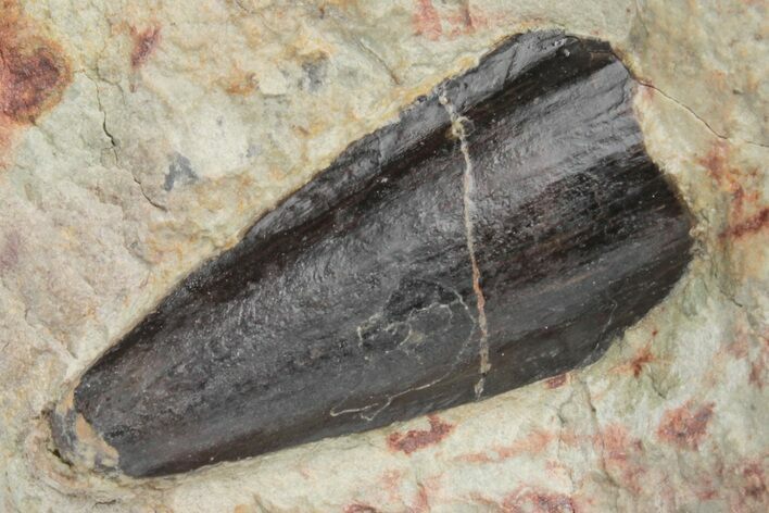 Partial Spinosaurus Tooth - Dekkar Formation, Morocco #220363